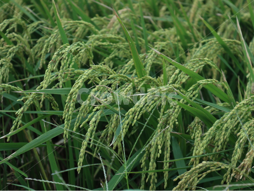 벼,식물,초록,낟알,쌀,plant,grass,rice,초록색,논,ricepaddy,이삭,식물,자연,plants,nature