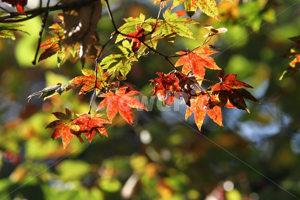 단풍잎,가을풍경,식물,자연,감성사진,단풍,가을,계절,fall,autumn,season,식물,자연,plants,nature,감성,sensible,feeling,leaf,잎,plant,tree,나무