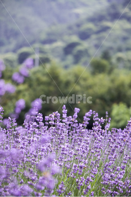 라벤더,꽃,식물,잎,보라색,배경,백그라운드,줄기,바이올렛,라벤다,식물,자연,plants,nature,꽃,flower