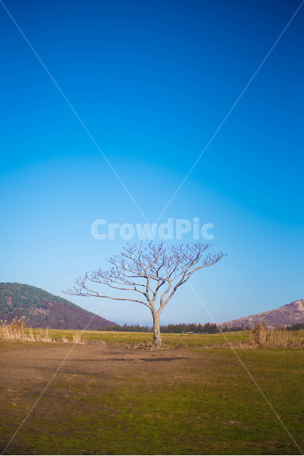 겨울나무,나무,새별오름,왕따나무,나홀로나무,자연,풍경,nature,landscape,식물,plants,나무,trees,wood,outdoors,옥외,grassland,목초지,field,들
