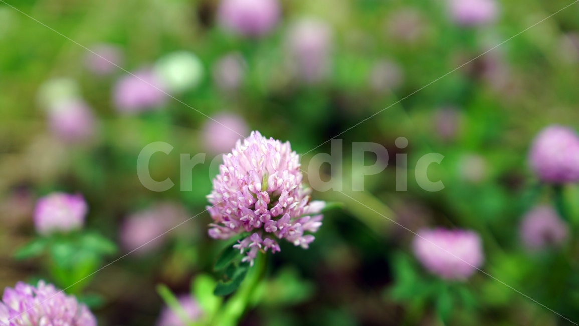 붉은토끼풀,꽃,식물,자연,플라워,flower,nature,꽃사진,plants,계절,season,여름,summer,landscape,풍경,감성,감성사진,식물,자연,plants,nature,꽃,flower