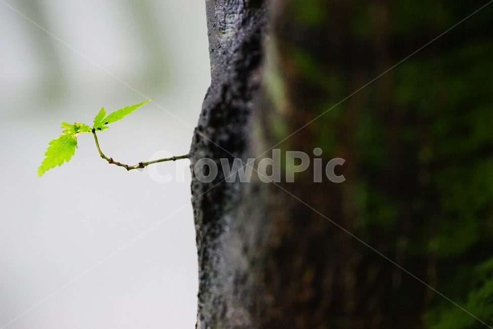 비,단풍나무,새잎,새순,시작,연초록,식물,자연,plants,nature