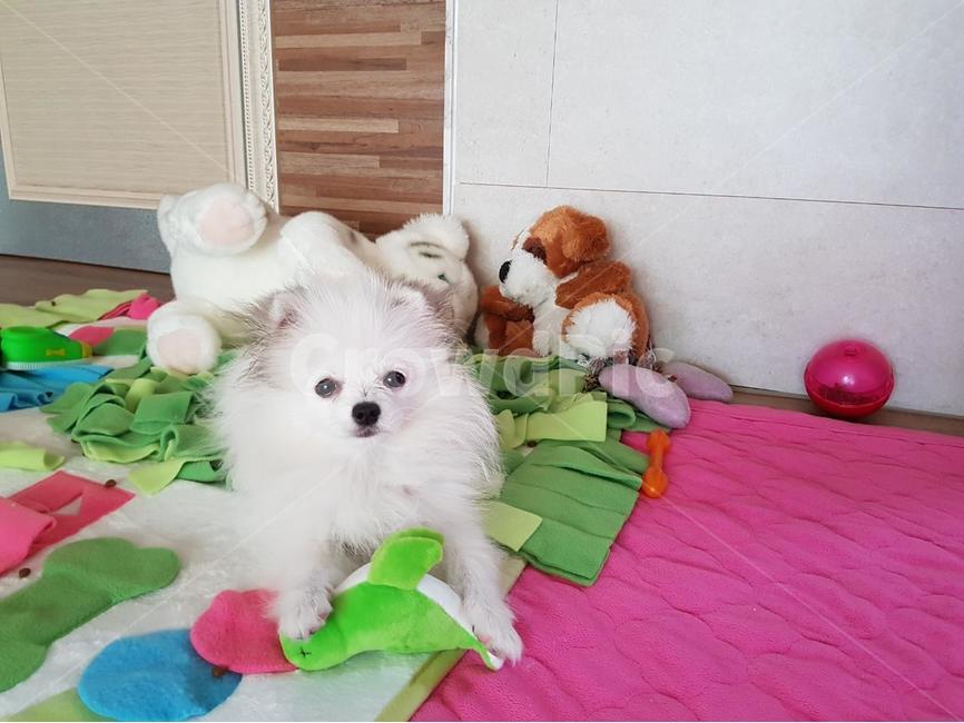 강아지,반려견,동물,반려동물,애잔,동물,animal,포유류,mammal,개,강아지,dog,doggy