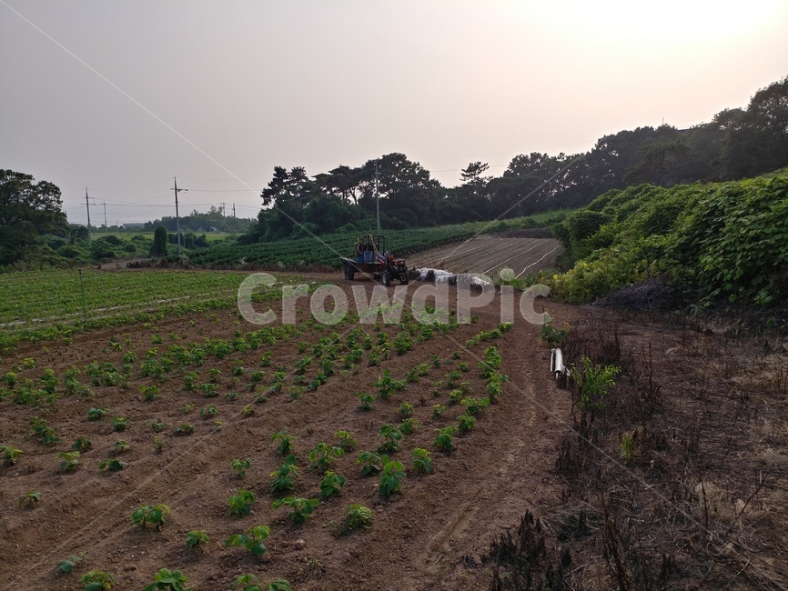 밭,농사,자연,시골,농촌,농장,rural,옥외,farm,경운기