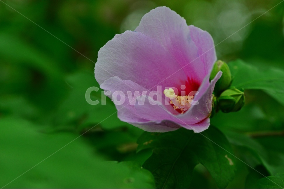 leaf,잎,plant,식물,blossom,flower,꽃,무궁화,무궁화꽃