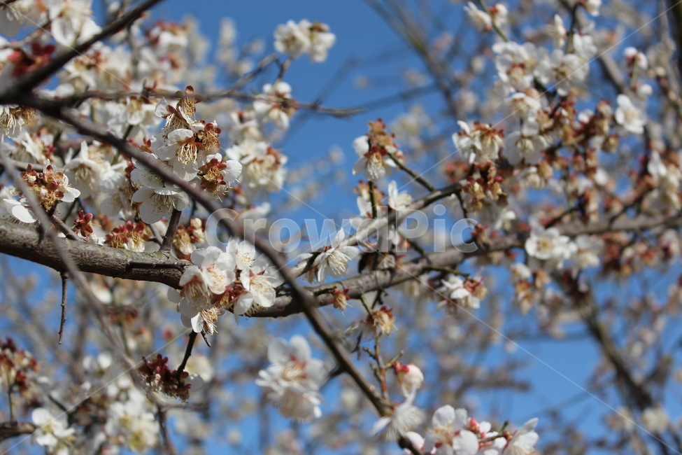 꽃,길가,색감,봄,spring,계절,분위기,flower,매화,벚꽃,겹벚꽃,흰꽃,white,sensitive,feeling