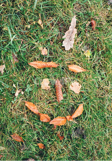 공원,자연,낙엽,잎사귀,이파리,잎,leaf,plant,식물,ground,바닥,grass,잔디