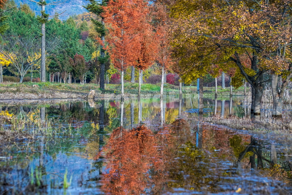 가을풍경,가을,반영,자연,nature,용담호,tree,plant,가을,계절,fall,autumn,season,자연,풍경,nature,landscape,한국자연풍경,한국자연경관,korea nature landscape
