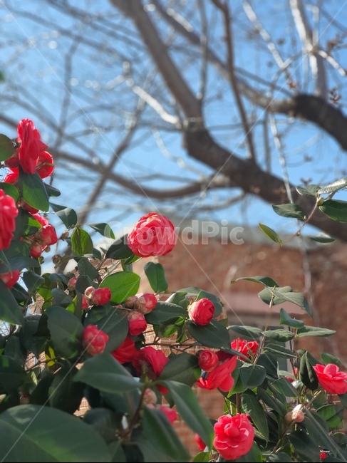 plant,식물,flower,꽃,blossom,동백,하늘,봄