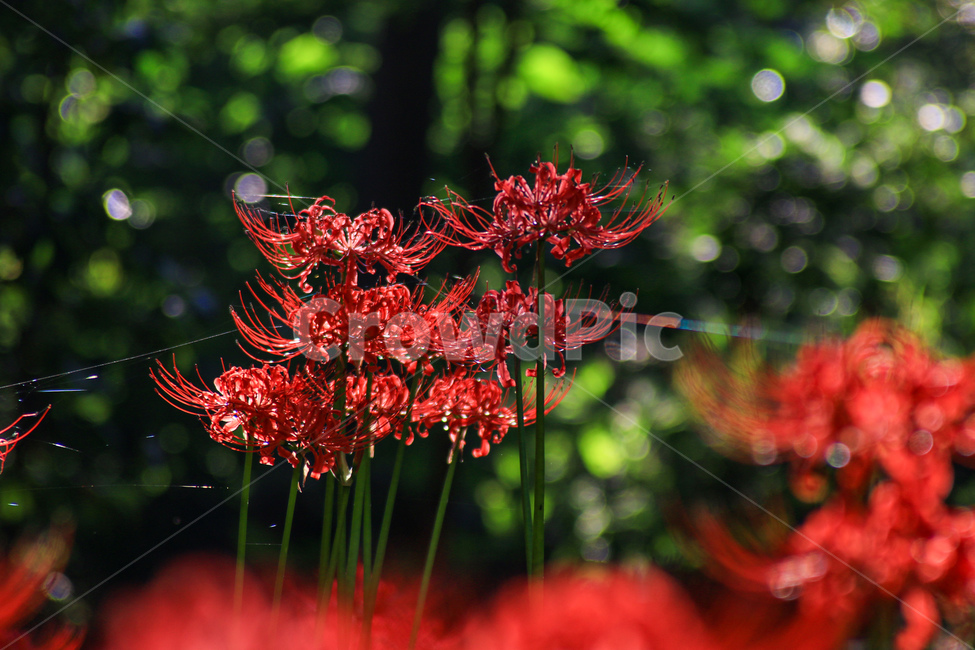 식물,상사화,꽃무릇,보케,감성,빨강색,식물,자연,plants,nature,꽃,flower