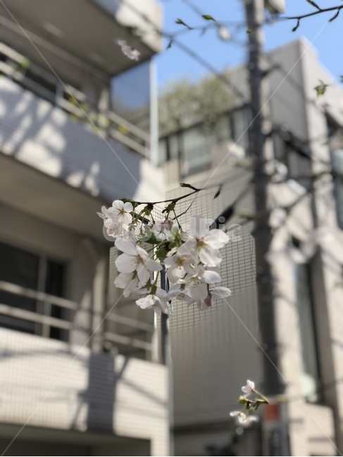 벚꽃,봄,벚꽃나무,벚꽃확대,꽃촬영,봄,계절,spring,season,식물,자연,plants,nature,꽃,flower,banister,난간,handrail,plant
