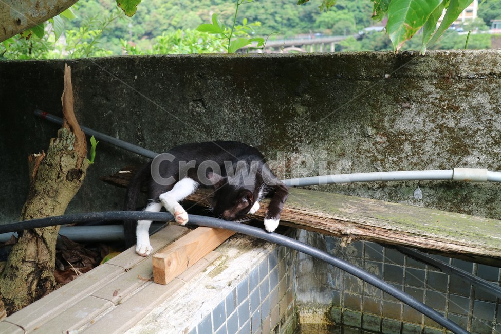 고양이,길고양이,고양이마을,대만고양이,taipei,동물,animal,포유류,mammal,고양이,cat,kitten,kitty