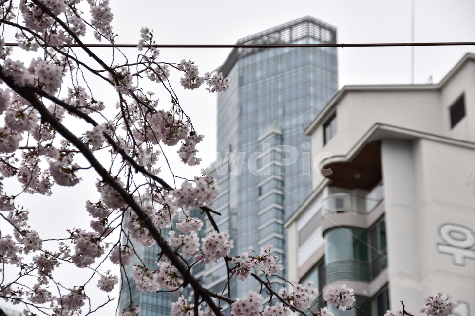 plant,식물,flower,꽃,벛꽃,빌딩,building,건물,집,나무