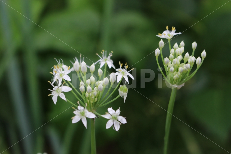 꽃,식물,흰색꽃,흰색,자연,하얀색,flower,식물,자연,plants,nature,꽃,flower