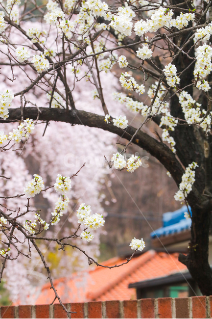 벚꽃,목련,나무,꽃,식물,봄,계절,spring,season,식물,자연,plants,nature,꽃,flower,plant,blossom