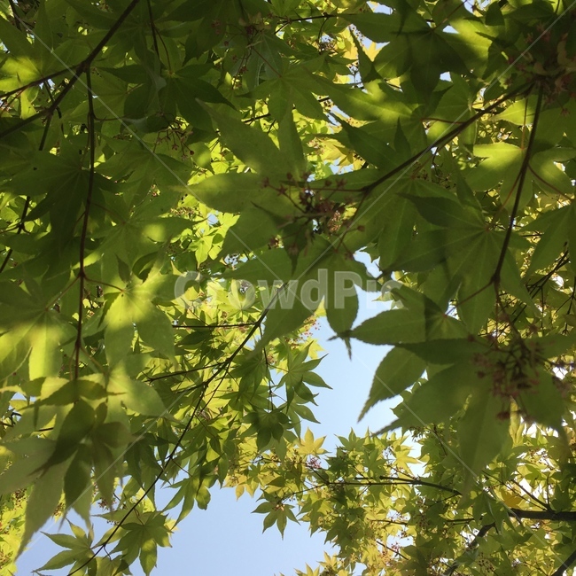 나뭇잎,자연,햇살,나뭇잎그림자,싱그러움,그늘,시원함,나무그늘,단풍나무,여름