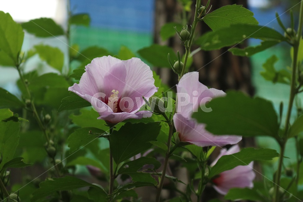 무궁화,꽃,식물,분홍,초록,국화,mugunghwa,mugunghua,flower,hana,plants,shokubutsu,pink,pinku,green,midori,식물,자연,plants,nature,꽃,flower