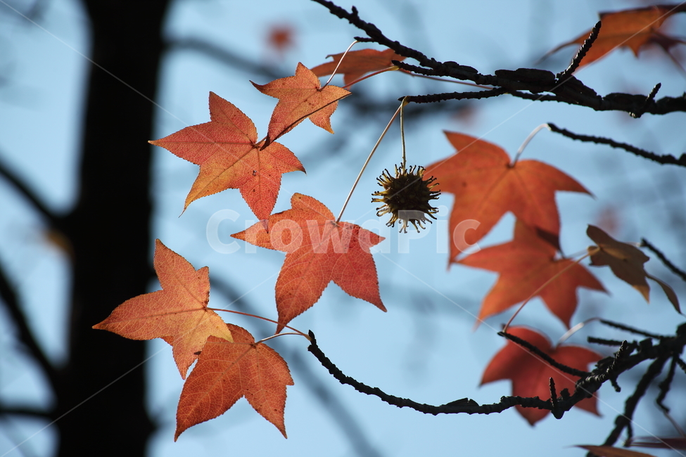 단풍,미국풍나무,가을,liquidambarstyraciflua,sweetgum,가을,계절,fall,autumn,season,식물,자연,plants,nature,leaf,잎,plant,tree,나무,maple