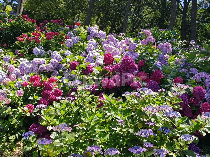 수국,꽃,봄,태종대,수국축제,풀,나뭇잎