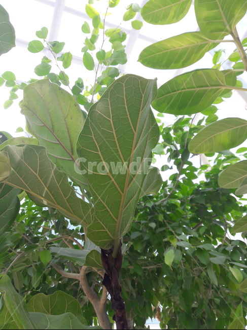 잎,leaf,식물,plant,실내원예,조경,원예,식물,자연,plants,nature