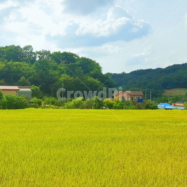 시골,구름,하늘,산,논밭,시골집