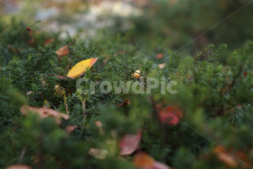 가을,낙엽,단풍,잎,식물,엽록소,nature,autumn,가을,계절,fall,autumn,season,leaf,plant,ground,바닥,moss,이끼