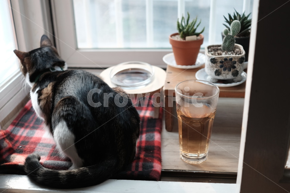 indoor interior,prop,cat,plant,back,by the window