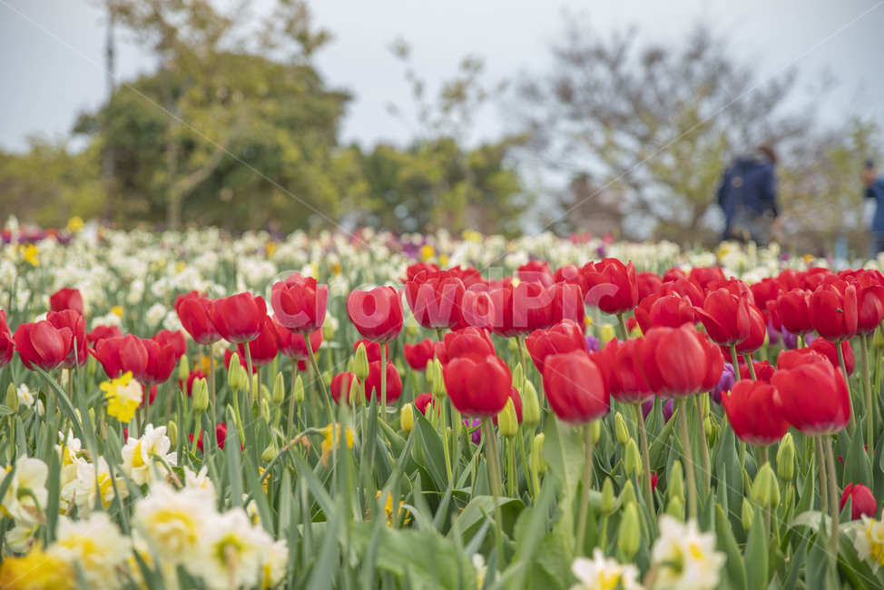봄꽃,꽃,튤립,꽃밭,튤립축제,봄,계절,spring,season,식물,자연,plants,nature,꽃,flower,plant,blossom