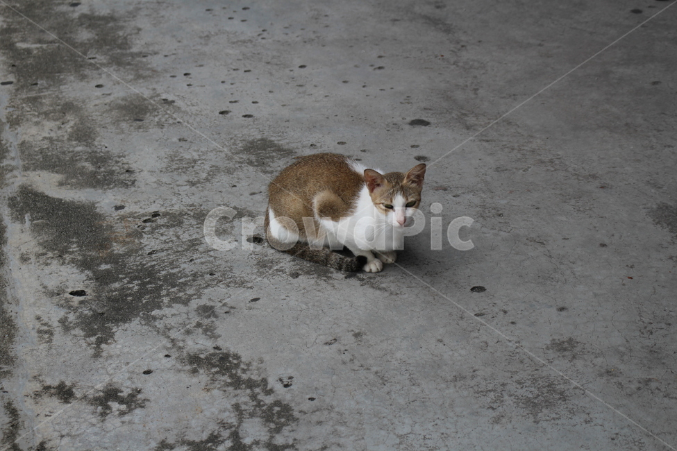 고양이,길고양이,cat,longcat,동물,animal