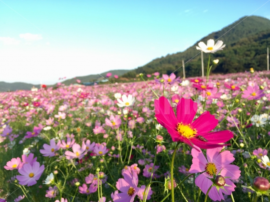 가을,꽃,코스모스,하늘,코스모스축제,북천,자연,풍경,nature,landscape,가을,계절,fall,autumn,season,식물,plants,꽃,flower,plant,blossom,petal,꽃잎