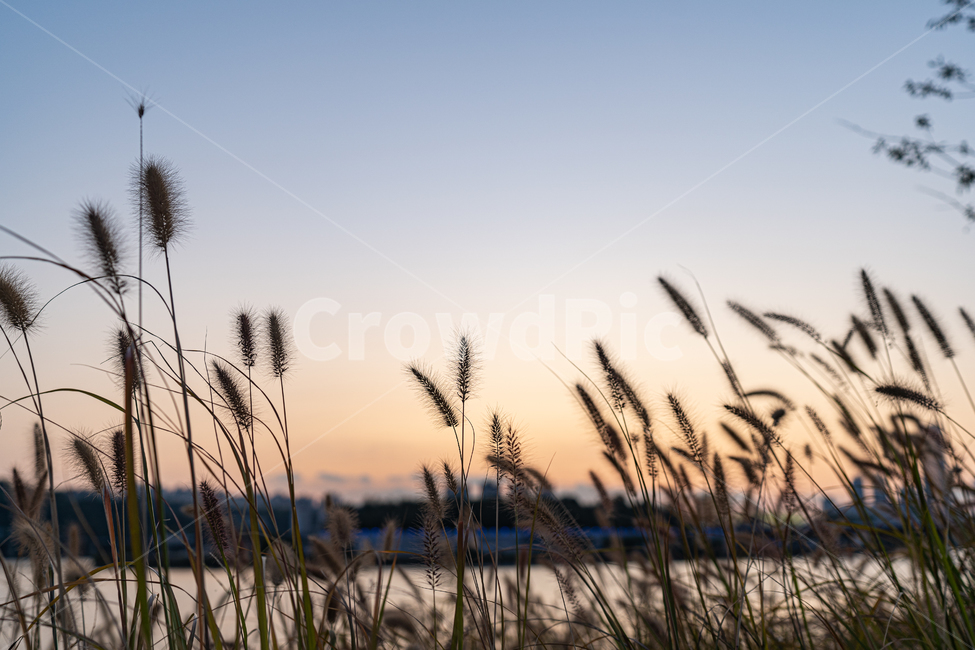 plant,식물,grass,잔디,lawn,강아지풀,greenfoxtail,한강,노을