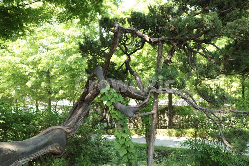 garden,정원,나무,tree,green