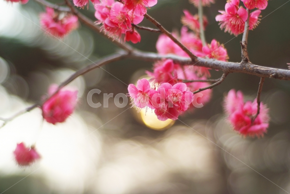 봄꽃,봄,홍매화,매화,꽃,flowers,spring,봄,계절,spring,season,식물,자연,plants,nature,꽃,flower,감성,sensible,feeling,plant