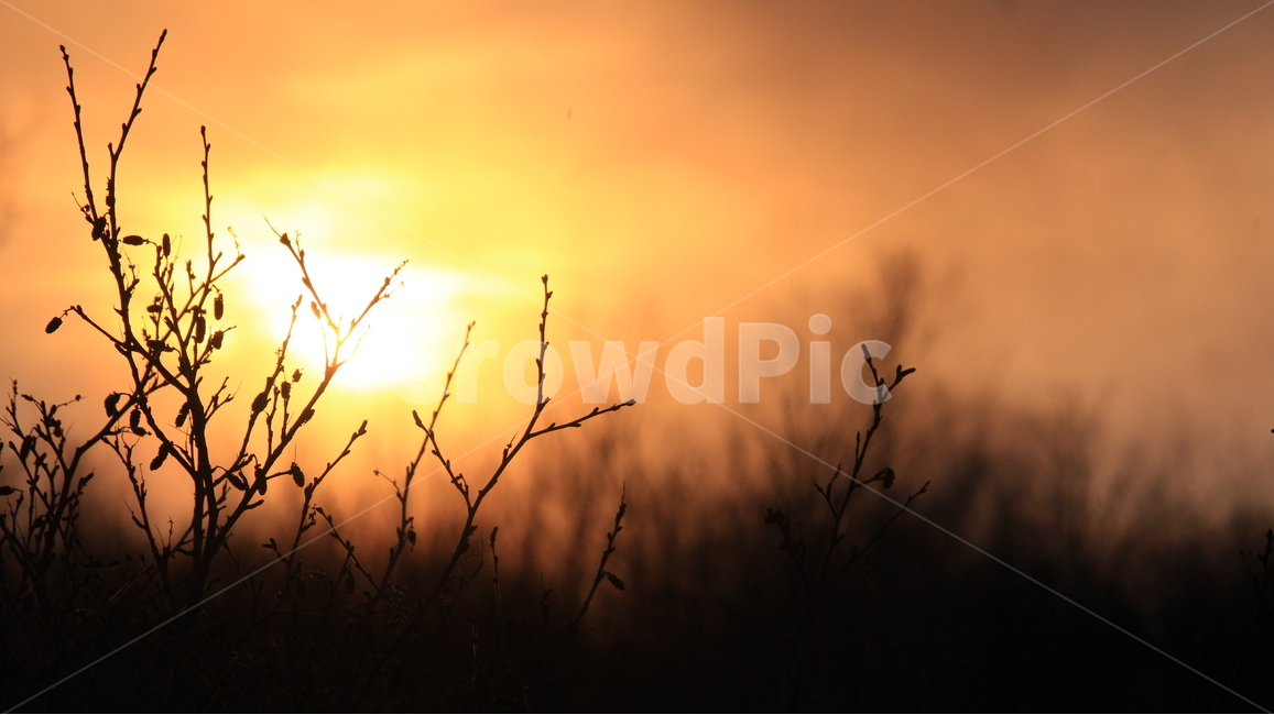 노을,일몰,나무,휴식,산책,sunset,sky,감성사진,식물,자연,plants,nature,감성,sensible,feeling