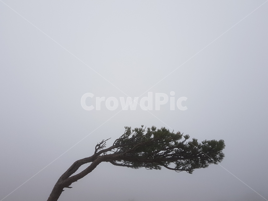 설악산,산,자연,풍경,나무,안개자욱,설악산정상,안개,설악산안개,숲,숲속안개