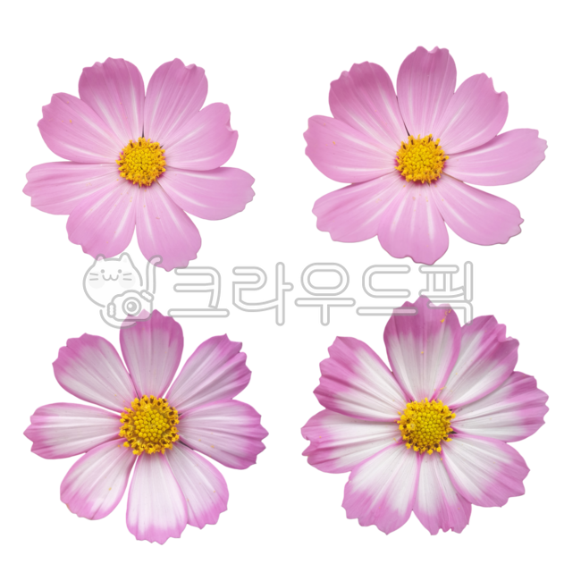 flower sticker,Cosmos Nuki,Fresh flowers,graphic source,fresh flower sticker,flower petal,flower design source,flower icon,pink flower,photoshop source,Flower Nokki