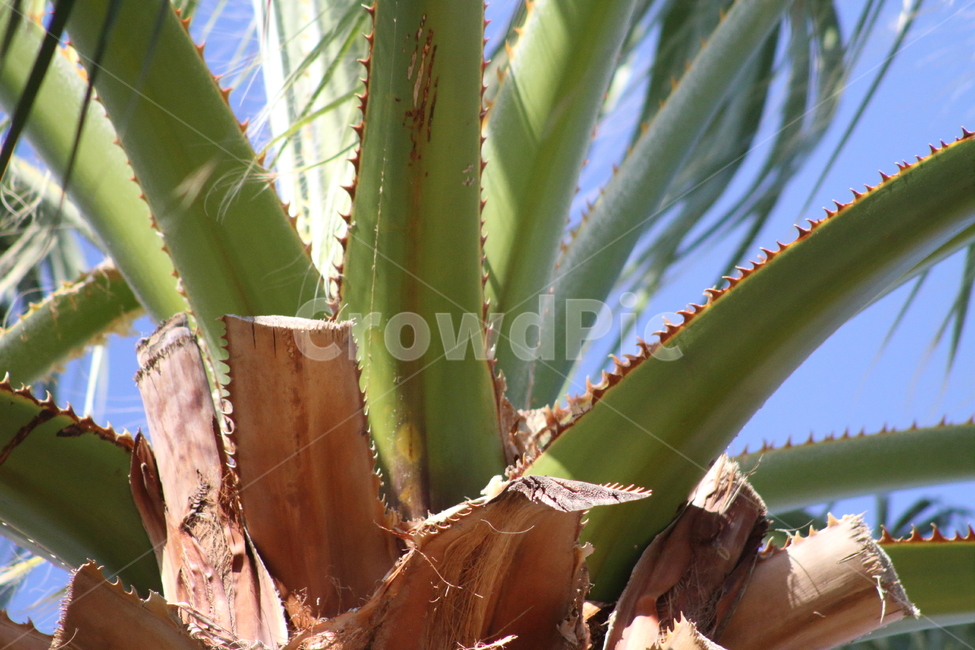 야자수나무,줄기,껍질,식물,palm,식물,자연,plants,nature