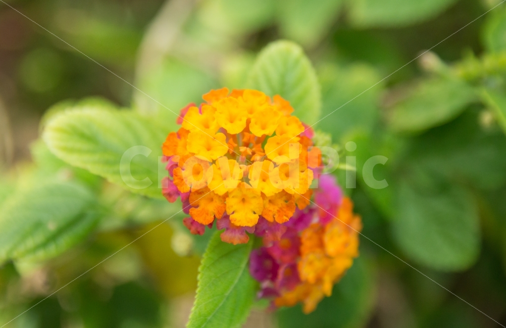 	란타나,lantana,란타나꽃,꽃,아기자기한,작은,앙증맞은,귀여운,예쁜,flower,꽃잎,열대식물,열대의,노란,분홍,붉은,녹색,둥근,만개,활짝핀,식물,자연,plants,nature,꽃,flower