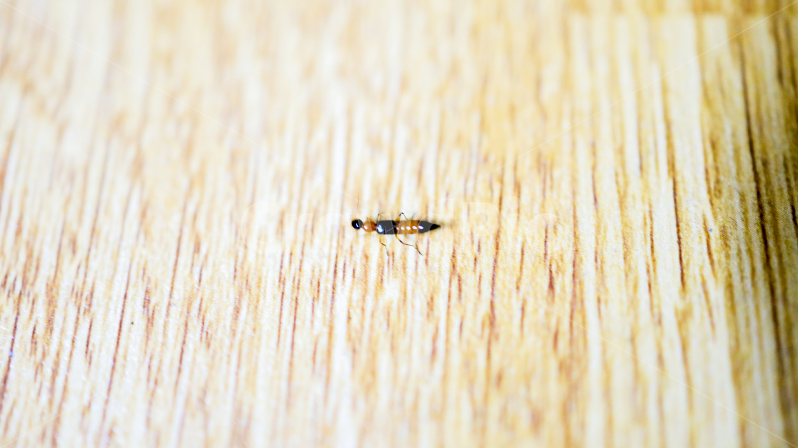 화상벌레,벌레,곤충,화상,위럼벌레,곤충,벌레,insect,bug
