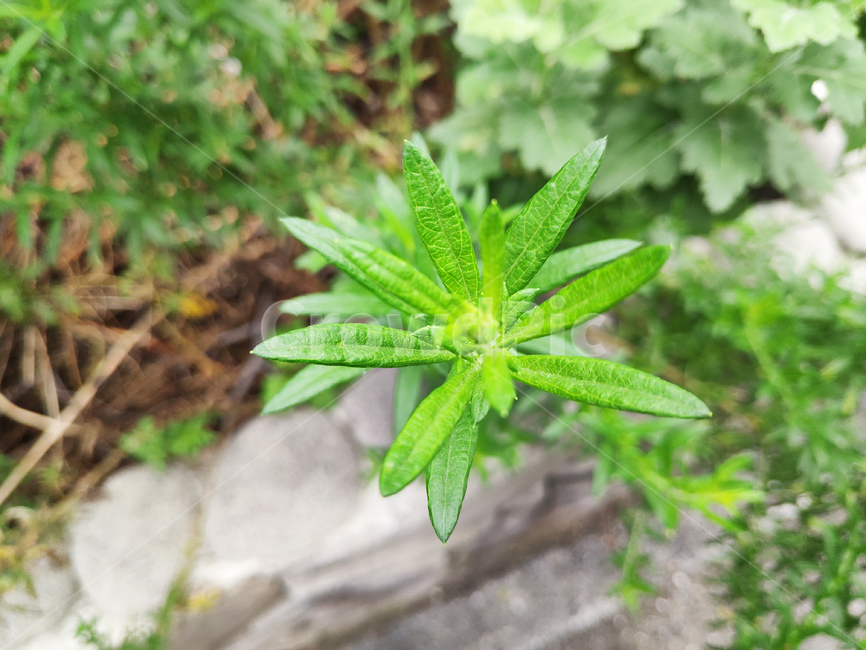 꽃,식물,flowers,plants,잡초,weeds
