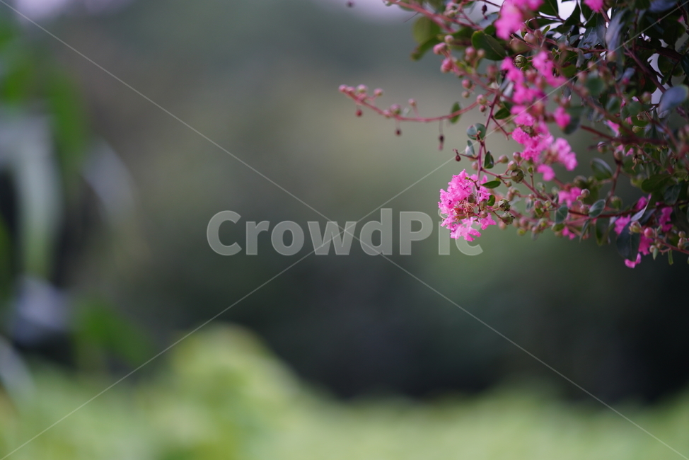 tree,나무,핑크,분홍,pink,자연,식물,생물,생명,flower,꽃,blossom,plant,식물,자연,plants,nature,꽃,flower