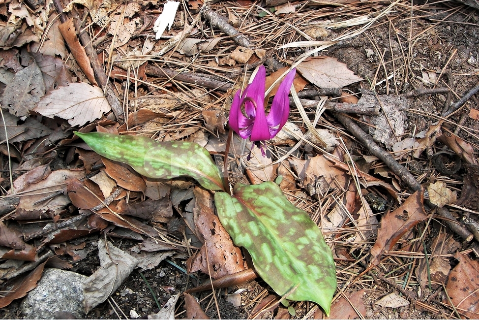 얼레지,야생화,식물,봄,꽃,자연,plant,nature,spring,flower,bloom,beautiful,꽃,flower