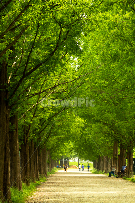 tree,나무,plant,식물,담양,메타세콰이아,가로수길,자연,풍경,nature,landscape