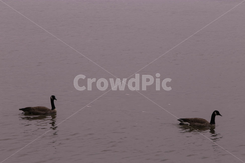 bird,동물,animal,duck,오리,물새,waterfowl,chicken,새,치킨,암탉,가금류,fowl,hen,동물,animal,조류,새,birds