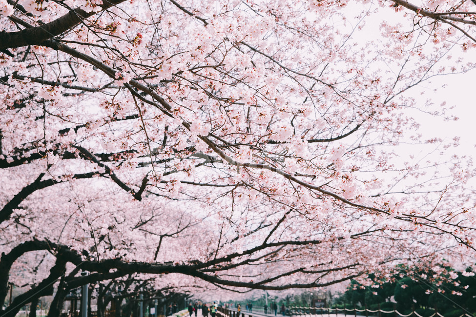 진해,꽃,벚꽃,경화역,봄,따듯한,진해군항제,군항제,경남,일상,자연,사진,여행,정취,느낌,분홍,따뜻한,추억,풋사랑,첫사랑,수줍음,진해역,로망스,사랑,꽃비,풍경,nature,landscape,계절,spring,season,만개,활짝,봄,계절,spring,season,자연,풍경,nature,landscape,plant,식물,flower,blossom