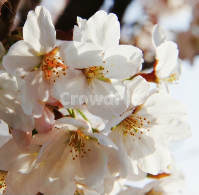 봄,벚꽃,spring,sakura,봄꽃,봄,계절,spring,season,plant,식물