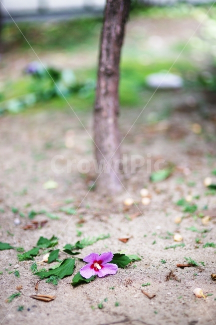 무궁화,가을,여름,꽃,스냅,식물,자연,plants,nature,꽃,flower