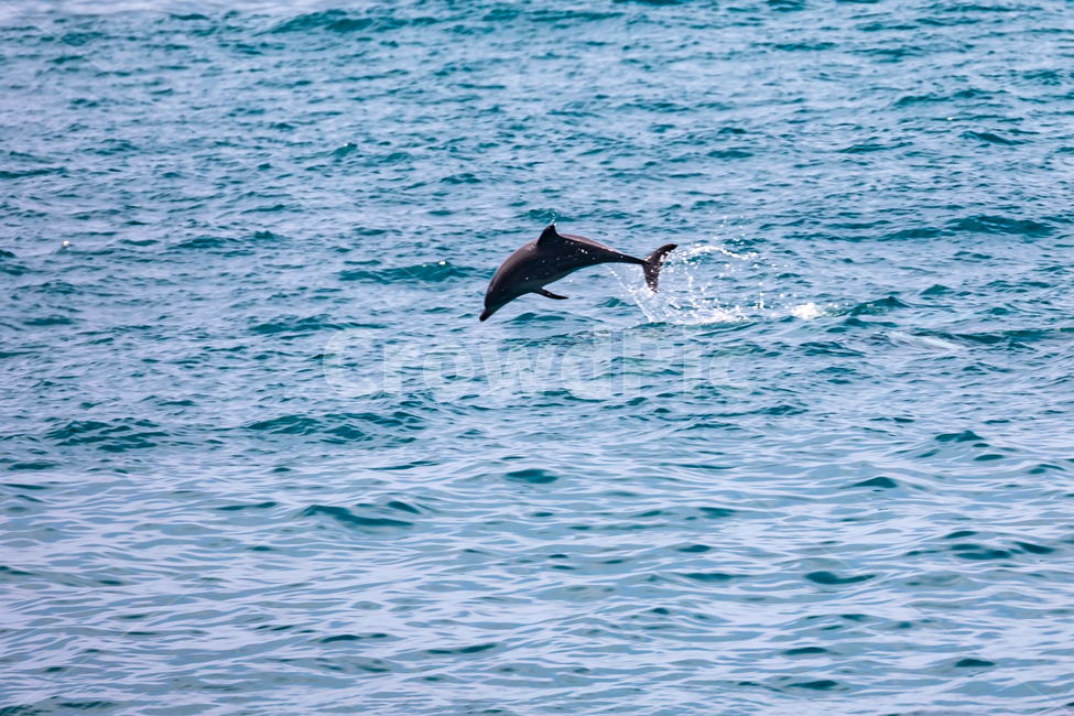 돌고래,제주남방큰돌고래,점프,자연,풍경,동물,동물,animal,포유류,mammal