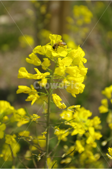 유채,유채꽃밭,꽃,봄,봄날,봄풍경,감성,spring,flower,노란색,식물,봄,계절,spring,season,식물,자연,plants,nature,꽃,flower,동물,animal,곤충,벌레,insect,bug