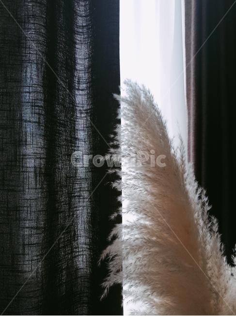 팜파스,커튼,식물,plant,fabric,원단,억새,억새풀,린넨,창문,햇빛,분위기,감성,식물,자연,plants,nature